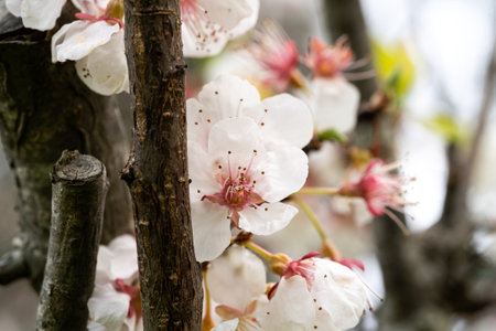 A closeup of cherry blossom in a garden under the sunlight with a blurry backgroundの写真素材
