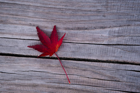 A closeup of a dried maple leaf on a wooden surface