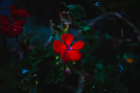 A closeup of the scarlet geranium on dark background.の写真素材