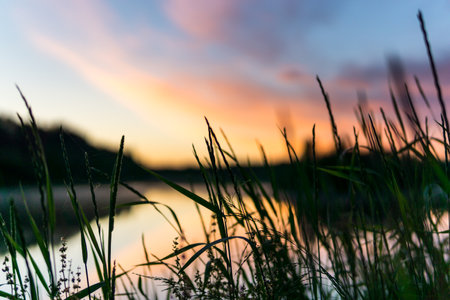 A closeup shot of grass on a blurred sunset backgroundの写真素材