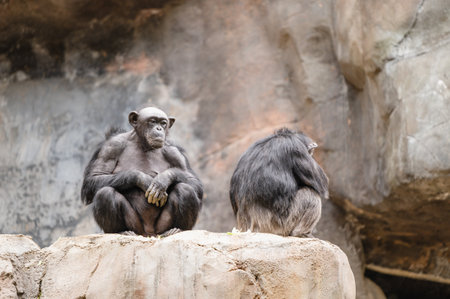 A closeup of chimpanzees sittingの写真素材