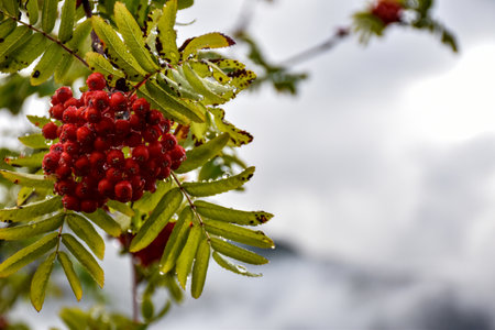 A closeup of a branch with red rowan berriesの写真素材