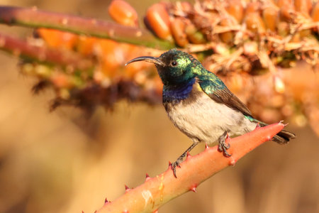 A selective focus of a royal sunbird  perched on a tree branch on a blurred backgroundの写真素材