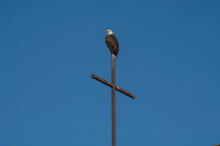 A Bald Eagle perched on the steeple against a clear blue sky on a sunny day in Boulder, Coloradoの写真素材