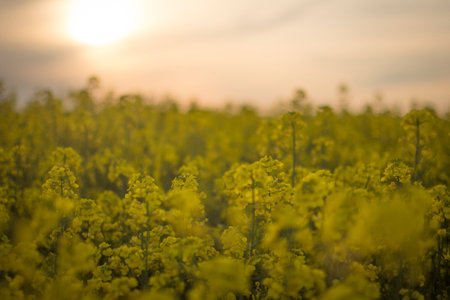 A beautiful shot of yellow flowers fieldの写真素材