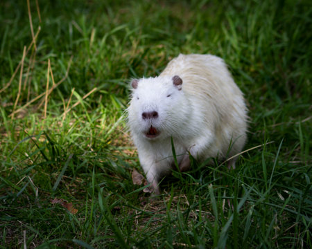 Horizontal photo of Amerrican nutria (myocastor coypus)の写真素材