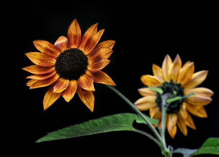 A closeup of a sunflower with bent petal against a black background - beauty in imperfectionの写真素材