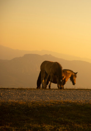 horses walking on the mountains of the basque country in spainの写真素材
