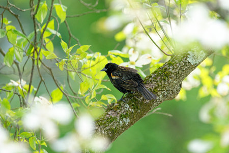 A selective focus shot of a Starling bird sitting on the treeの写真素材