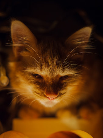 A vertical shot of a cat under lights - great for wallpaperの写真素材