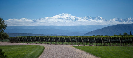 A panoramic Mesmerizing view of organized meadow trees with a big snowy white mountain on the horizonの写真素材