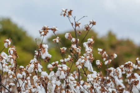 A field full of dried cotton ready for harvestの写真素材