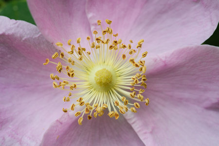 A closeup shot of a beautiful wild rose blooming in the gardenの写真素材