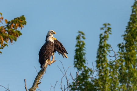 Two bald eagles perched on a tree branch in a field under the sunlight and a blue sky