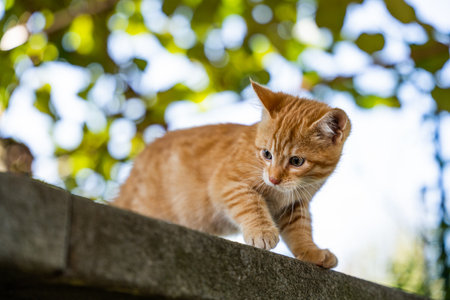A tabby kitten on a concrete surfaceの写真素材