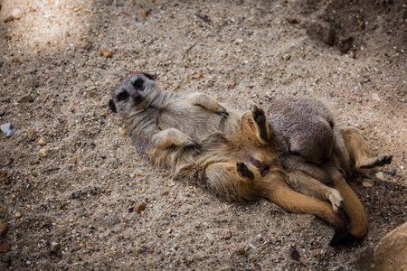 A closeup shot of lemurs on the ground in a zooの写真素材