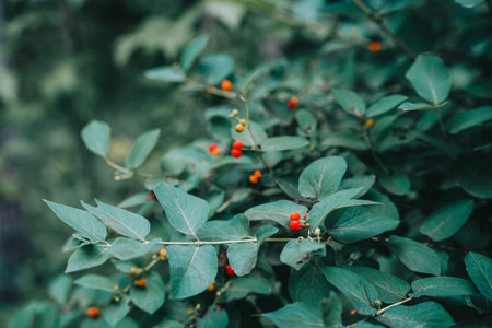 A selective focus shot of native Red Huckleberry in the forestの写真素材