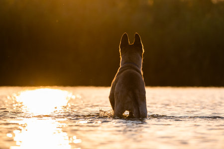 A brown dog at the beach during sunsetの写真素材