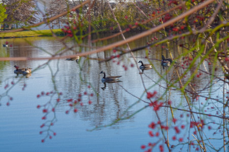 A beautiful shot of colorful ducks swimming in the lake and raspberries treeの写真素材