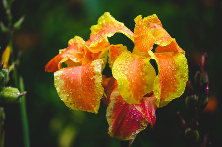 A selective focus shot of a beautiful canna lily flower covered in dewdropsの写真素材