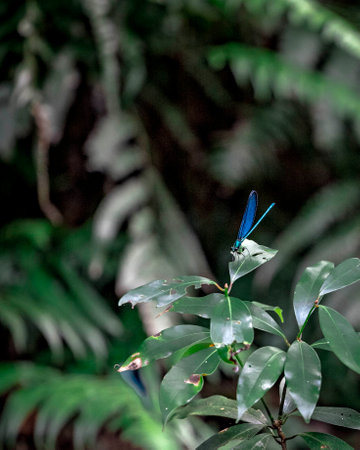 A vertical shot of a blue dragonfly on green leavesの写真素材