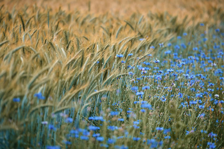 A beautiful view of the field of wheat and blue wildflowersの写真素材