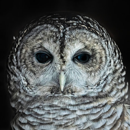 A closeup of a barred owl against a black background at the Elmwood Park Zoo in Norristown, Pennsylvaniaの写真素材