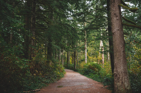A path in a beautiful green forest during dayligの写真素材