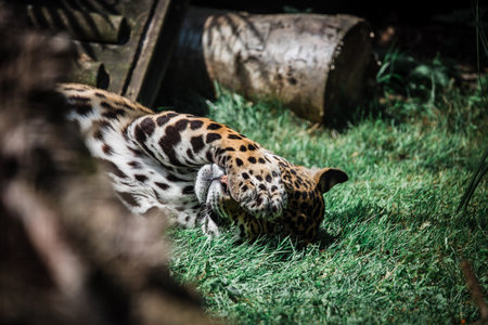 A beautiful shot of a cheetah in a cage in a zooの写真素材