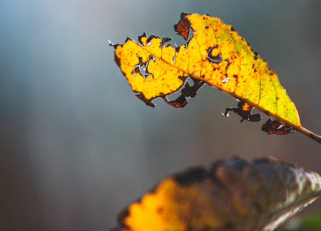 A closeup of yellow autumn leaves.