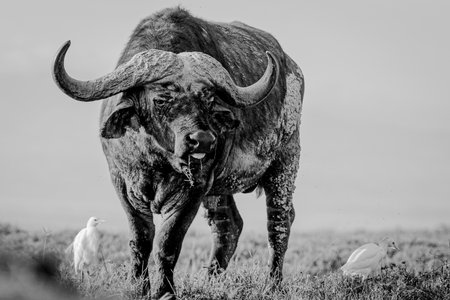 The African cape buffalo standing in the field