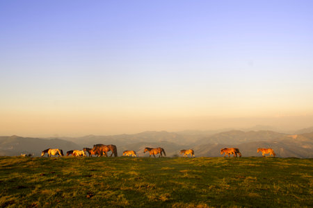 horses walking on the mountains of the basque country in spainの写真素材