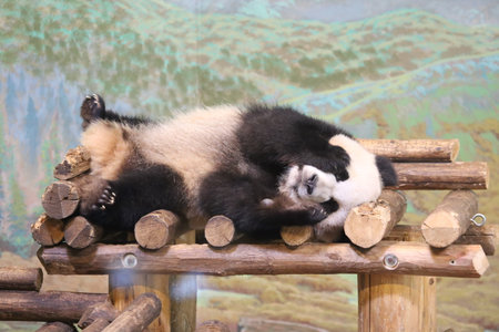 A scenic view of a sweet, little panda lying down on a wooden benchの写真素材