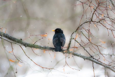 A closeup shot of a black birdin the snowy forestの写真素材
