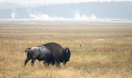 A Plains bison (Bison bison bison) in a fieldの写真素材