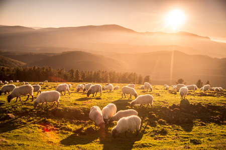 sheeps grazing in the countryside at sunset