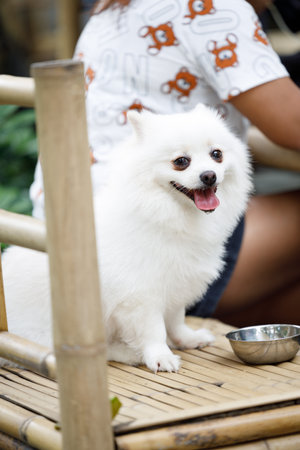 A vertical shot of a pomeranian sitting on a bench drinking waterの写真素材