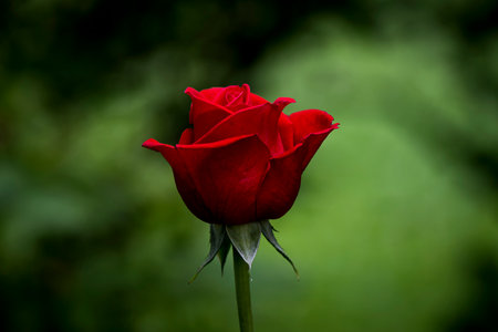 A closeup shot of a beautiful red rose blooming in the gardenの写真素材