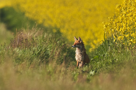 A beautiful view of a fox in a field of wildflowersの写真素材