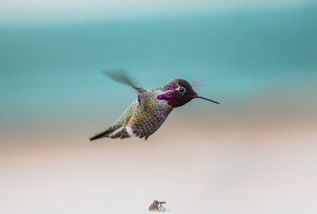 A closeup shot of a cute Trochilinae birdの写真素材