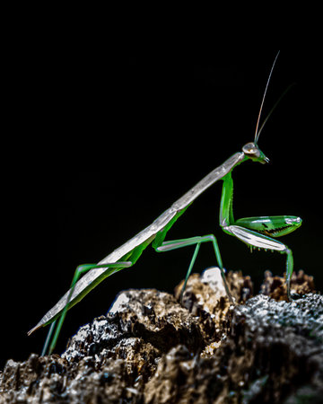 A closeup of a praying mantis on a rock against a black background