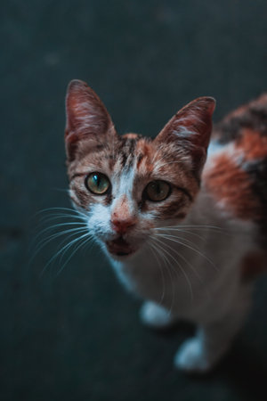 A vertical shot of a cute cat in a parkの写真素材
