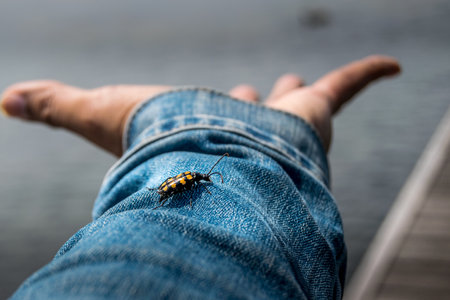 A closeup shot of the bug on the hand of a jeans jacketの写真素材