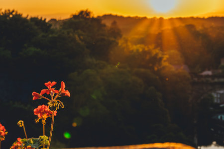A beautiful view of the sunset and a forest with red flowers in the foregroundの写真素材