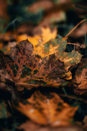 A selective focus shot of an orange fallen leaves on grass in a forest in autumnの写真素材