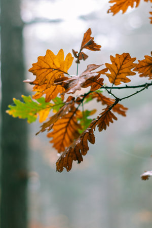 A closeup of oak tree leaves during Autumn in the forestの写真素材