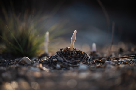 A selective focus of fungus sprouting on the groundの写真素材