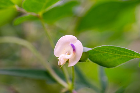 A closeup shot of a beautiful flowerの写真素材