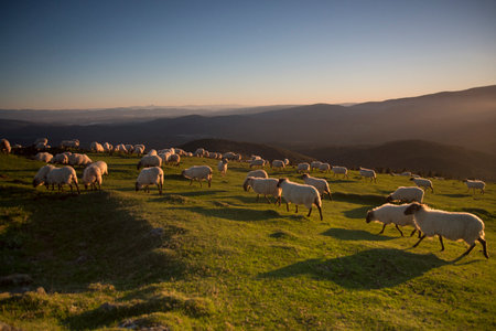sheeps grazing in the countryside at sunsetの写真素材