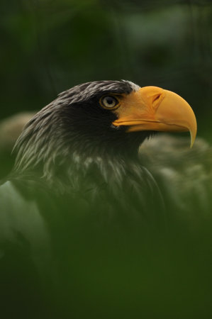 A vertical shot of an eagle on a blurred backgroundの写真素材